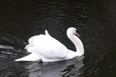 718 - The Majestic Swan