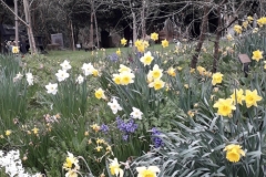 730 - A Host of Golden Daffodils