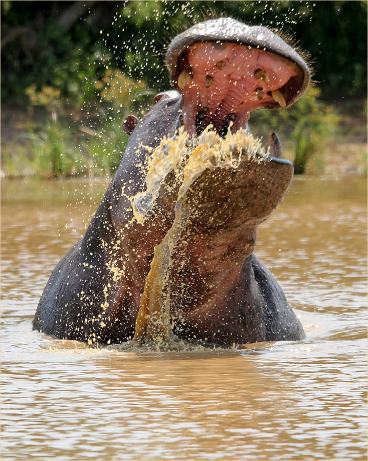 896 -Thirsty Hippo