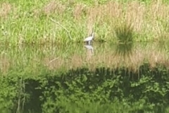 912 - A Heron and her reflection!