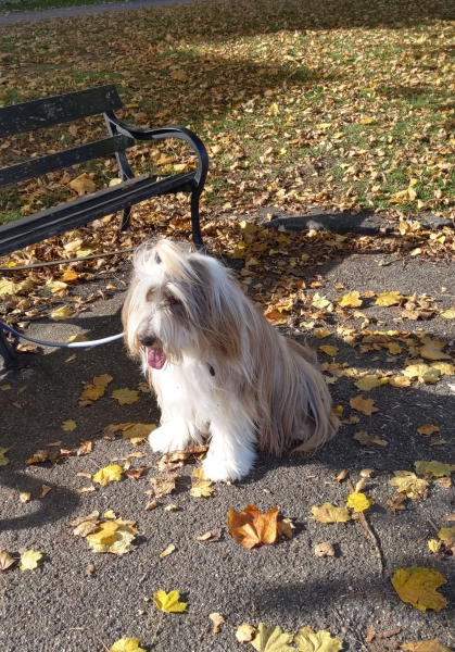 429 Shaggy Dog and Autumn Leaves