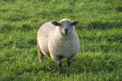 457 Lost Sheep in Funtington