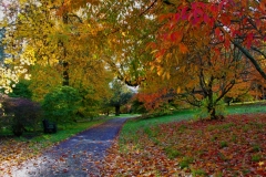 440 Autumn Walk in Petworth Park