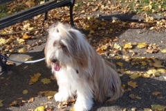 429 Shaggy Dog and Autumn Leaves