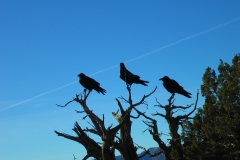 29/05/21 Three Ravens