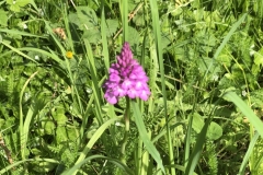 Pyramidal orchids in Whyke Road