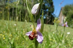 16/06/2021 - Bee Orchids